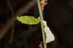 Heartsepal buckwheat